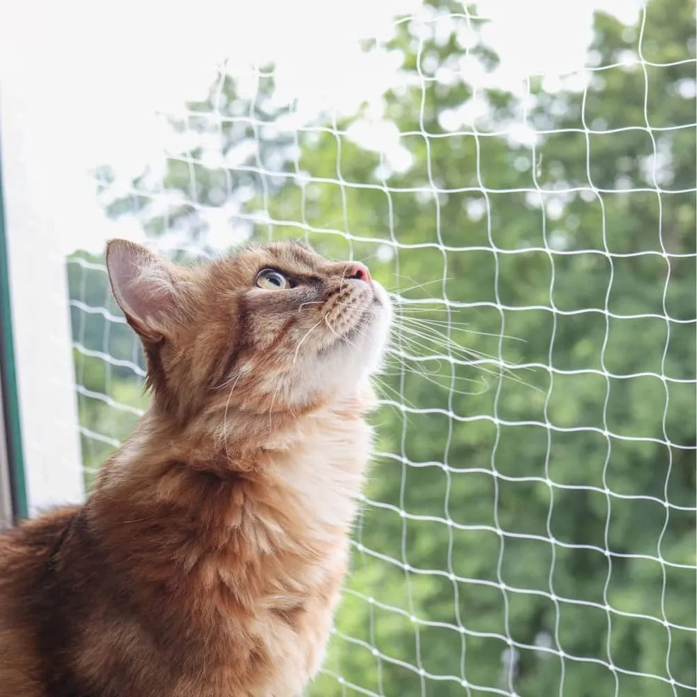 Filet de protection pour chat 4x3 m transparent